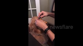 Newsflare Edit - Very patient dog lets owner pile 50 biscuits on her nose