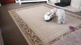 The cat is the boss...