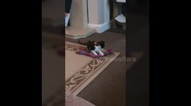 Puppy and Kitten - catch me if you can
