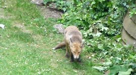 fox cub eating sausage
