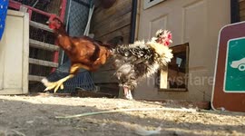 They Flew the Coop