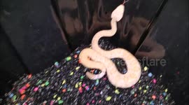 Albino Rattlesnake baby shaking it's tail
