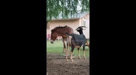 Mule Lends his Rump