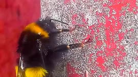 Beautiful Close up Bumble Bee - Following a Bumble Bee HD
