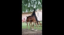 Mule Rump to the Rescue
