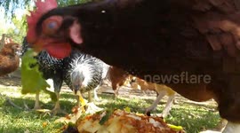 Lovin' Lasagna