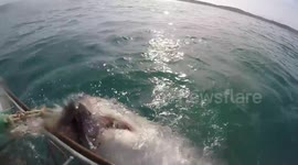 Great white shark gets aggressive near shark cage off South Africa