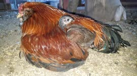 MJ the Mommy Rooster