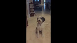 Super Slo-Mo Dog can't catch treat