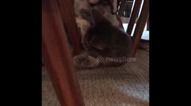 Boxer and Kitten