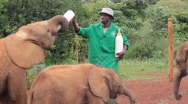 Elephant Orphanage in Nairobi, Kenya