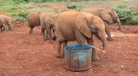 Elephant Orphanage in Nairobi, Kenya pt.2