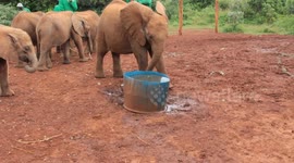 Elephant Orphanage in Nairobi, Kenya pt.3