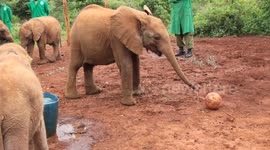 Elephant Orphanage in Nairobi, Kenya pt.4