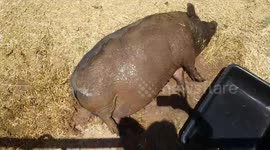 300 pound pig goes cray cray