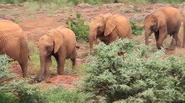Elephant Orphanage in Nairobi, Kenya pt.5