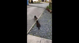 Cat couple kissing