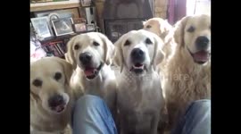 Dogs get together and pose for a group photo