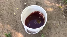 Can you guess what's in the mystery bucket?