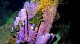 Beautiful giant basket star, Saba, Caribbean