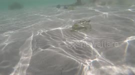 Feisty crab attack GoPro camera underwater