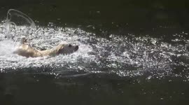 Dog thinks it can swim faster than a duck