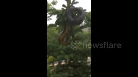 胳膊粗巨蟒盘踞驾校树梢,无人敢近