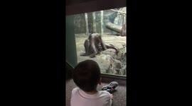 'Thirsty' orangutan appears to drink its own urine