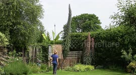 Gran grows Britain's tallest garden flower at 16ft tall