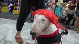 Bizarrely costumed pets at Thai show