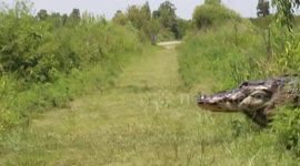 12-foot alligator spotted walking across trail in Florida