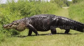 Huge alligator spotted walking across trail in Florida