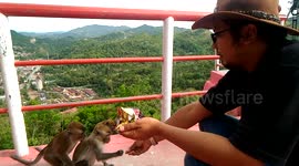 exciting when a man give peanuts to  the wild monkeys, they very like it in sawahlunto Indonesia