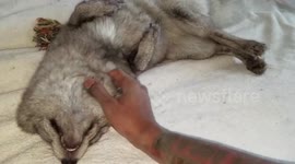 Adorable fox loves cuddles