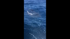 Whale shark bites swim deck