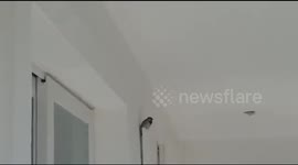 A Bird came in from outside in Greece