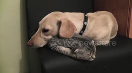 Scottish fold cat and cute dog sleeping together