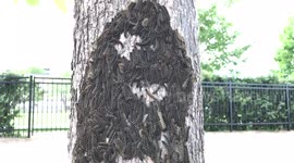 Man finds massive clumps of caterpillars in park