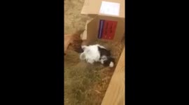Chihuahua Befriends a Guinea Pig