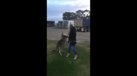 Roo slams girl