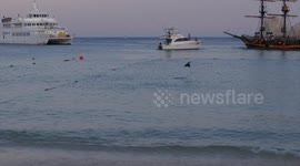 Newsflare Edit - Jumping Manta Rays
