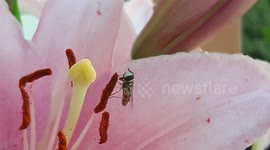 Macro