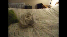 Cat hides in pillowcase, eventually comes out