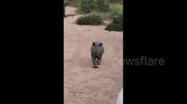 This baby rhino's charge is too cute