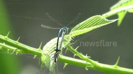 Dragonflies mating at Hollow Pond, Leytonstone, London, UK
