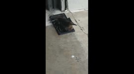 Rescued a bird today...