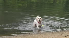 Riley the Dog pick the ball