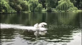 Swan soars across lake