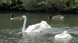 Mute Swans with a strange behaviours at Hollow pond, London,UK