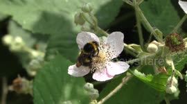 Close up bee at Hollow Pond, Leytonstone,London,UK